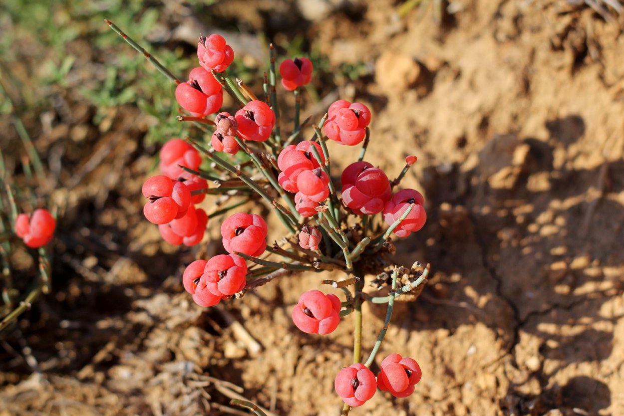 Эфедра хвощевая