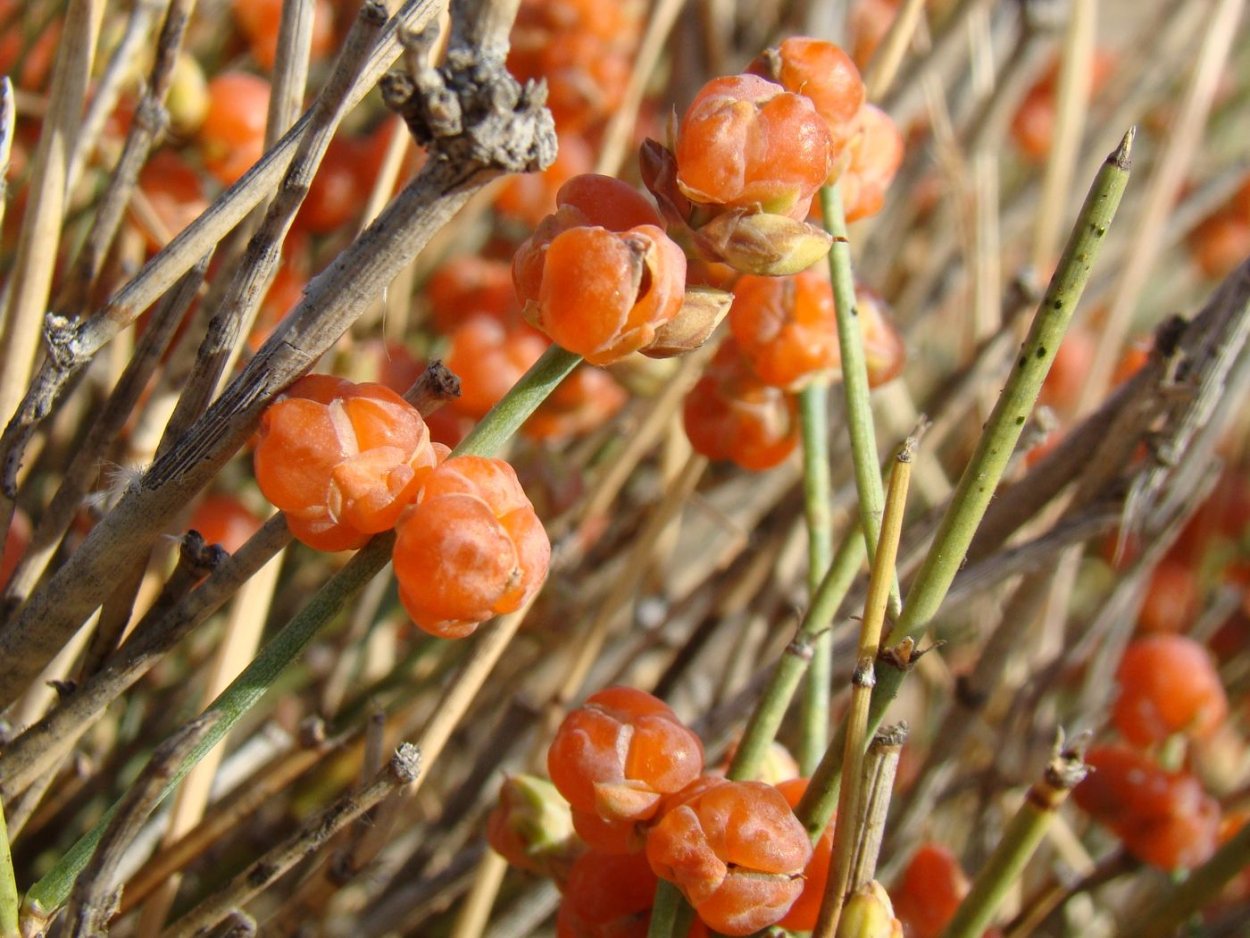 Эфедра хвойник