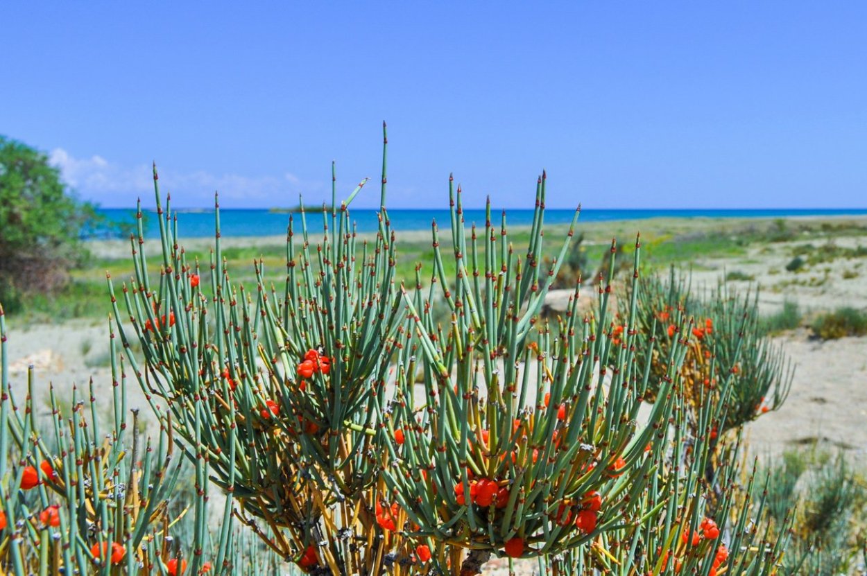Хвойник Даурский (Ephedra dahurica)