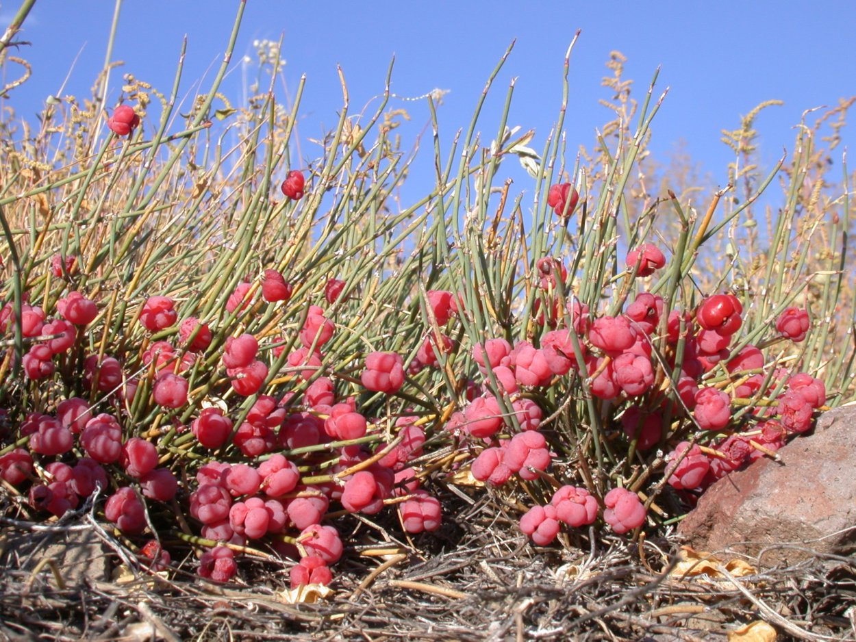 Эфедра хвощевая