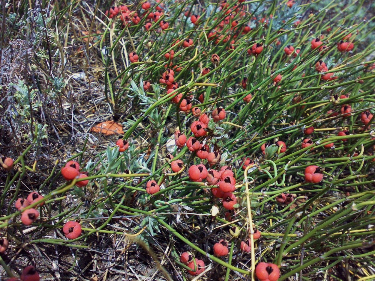 Эфедра (хвойник) двухколосковая
