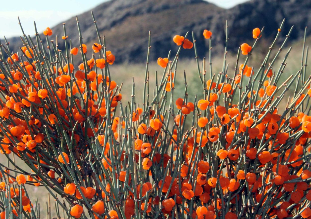 Хвойник Даурский эфедра