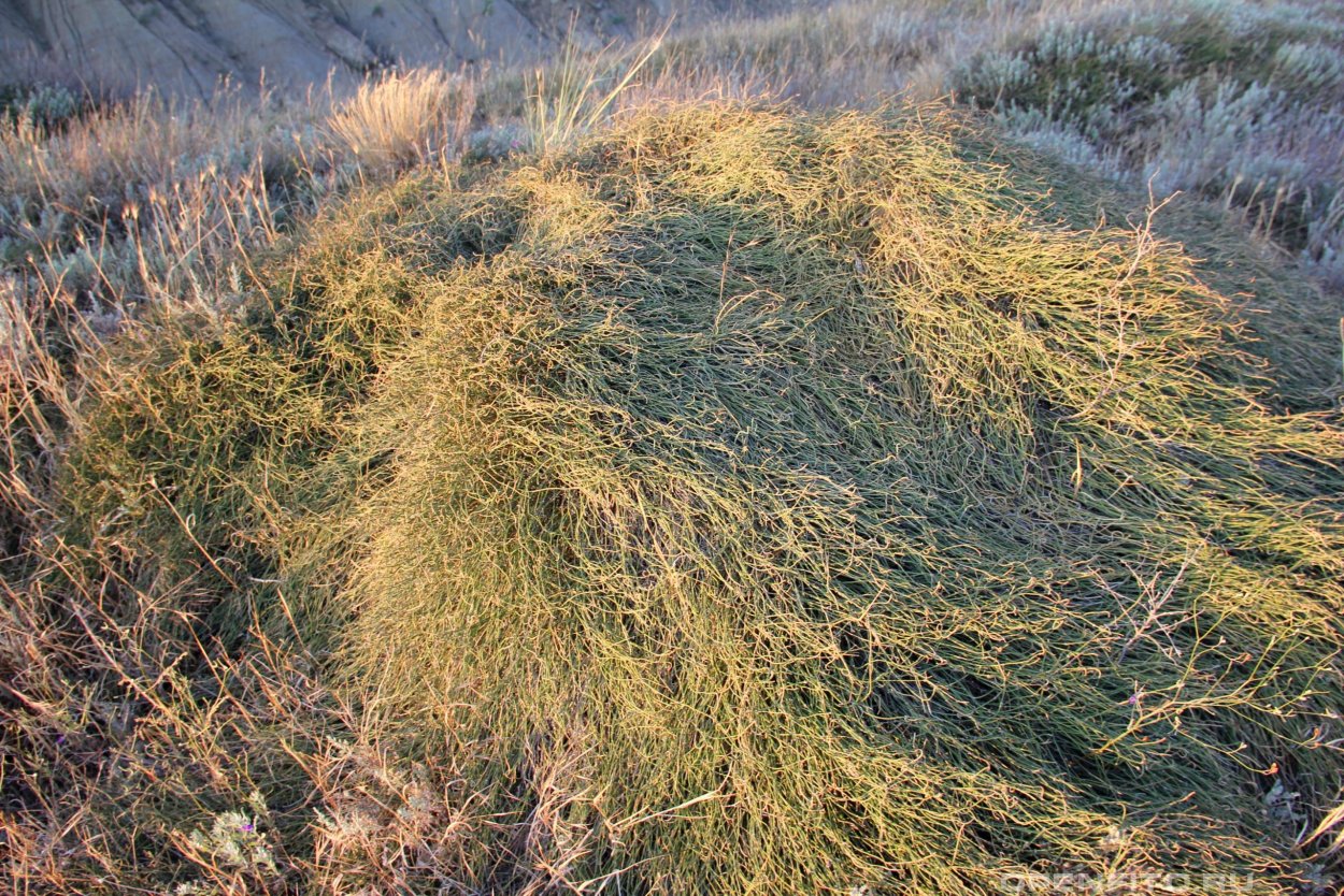 Эфедра хвойник