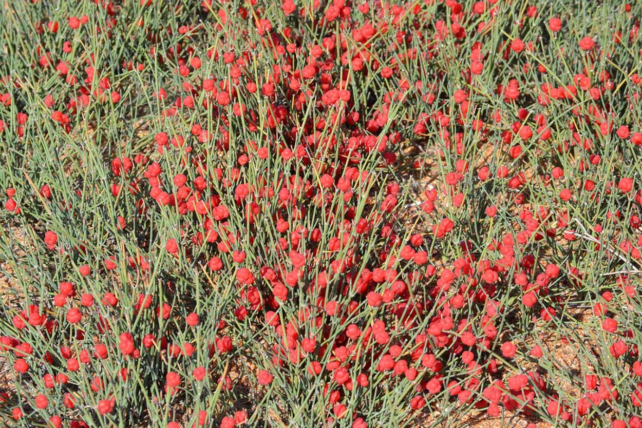 Эфедра хвощевая Ephedra equisetina