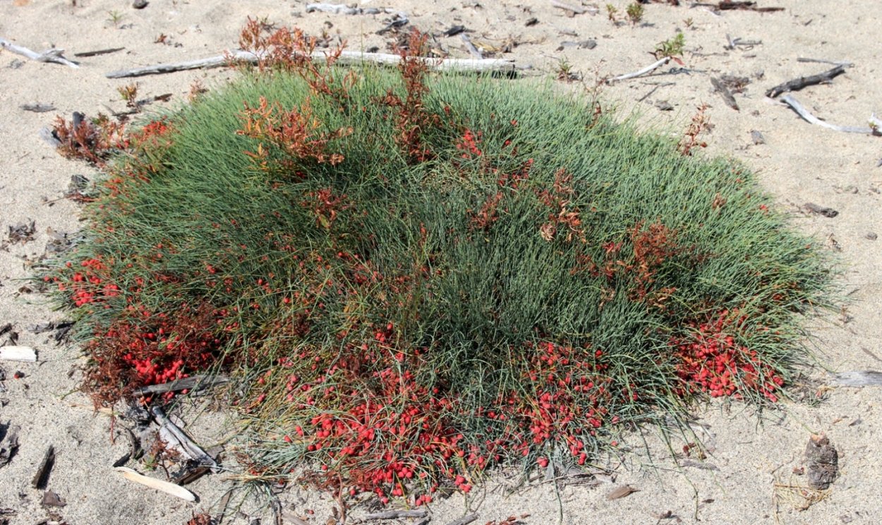 Эфедра Даурская