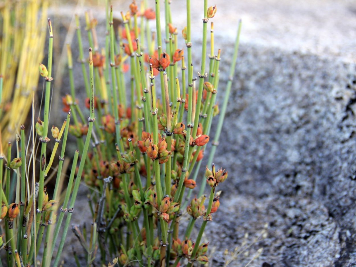Хвойник Даурский (Ephedra dahurica)