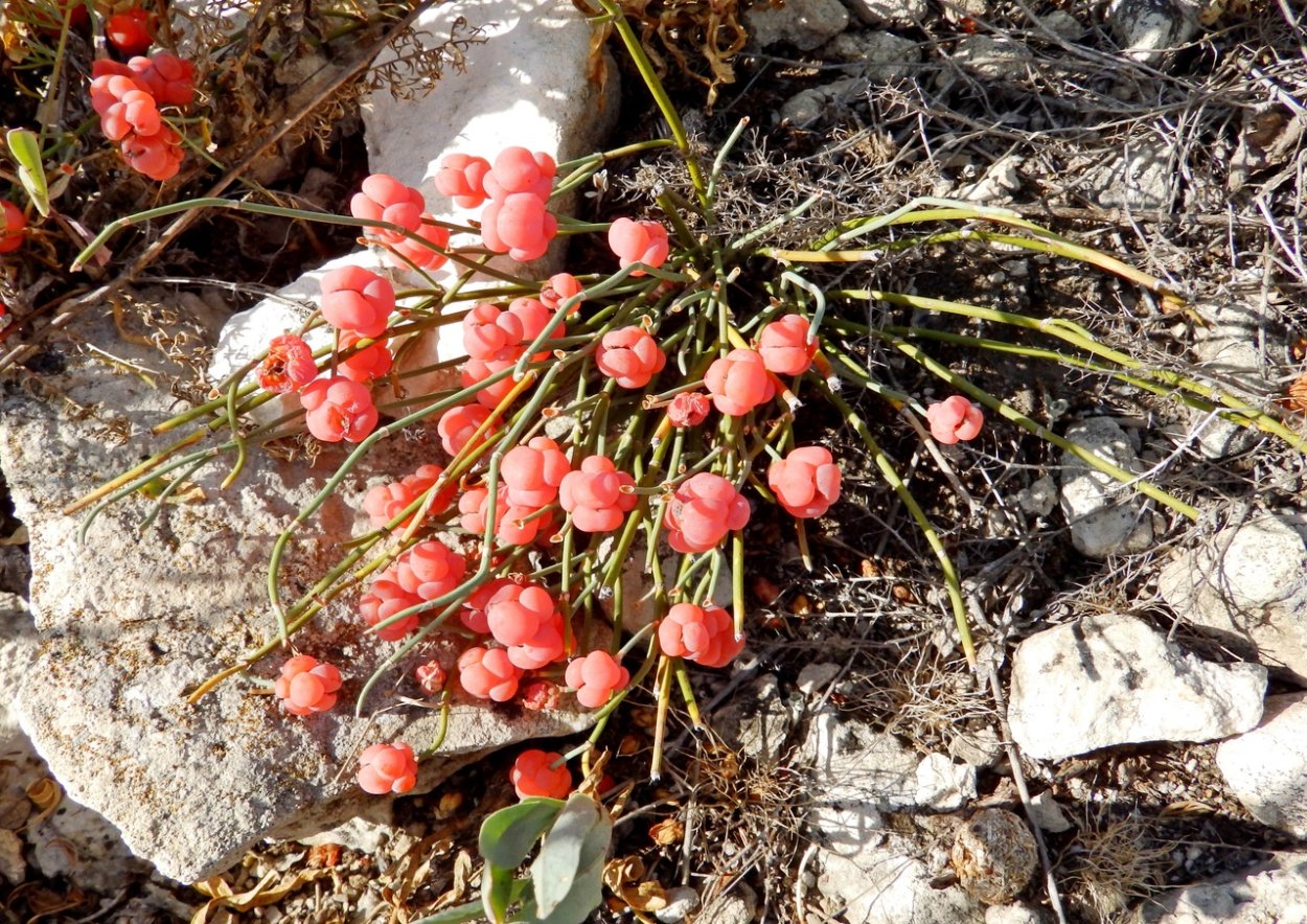 Овсяница сизая Sunrise