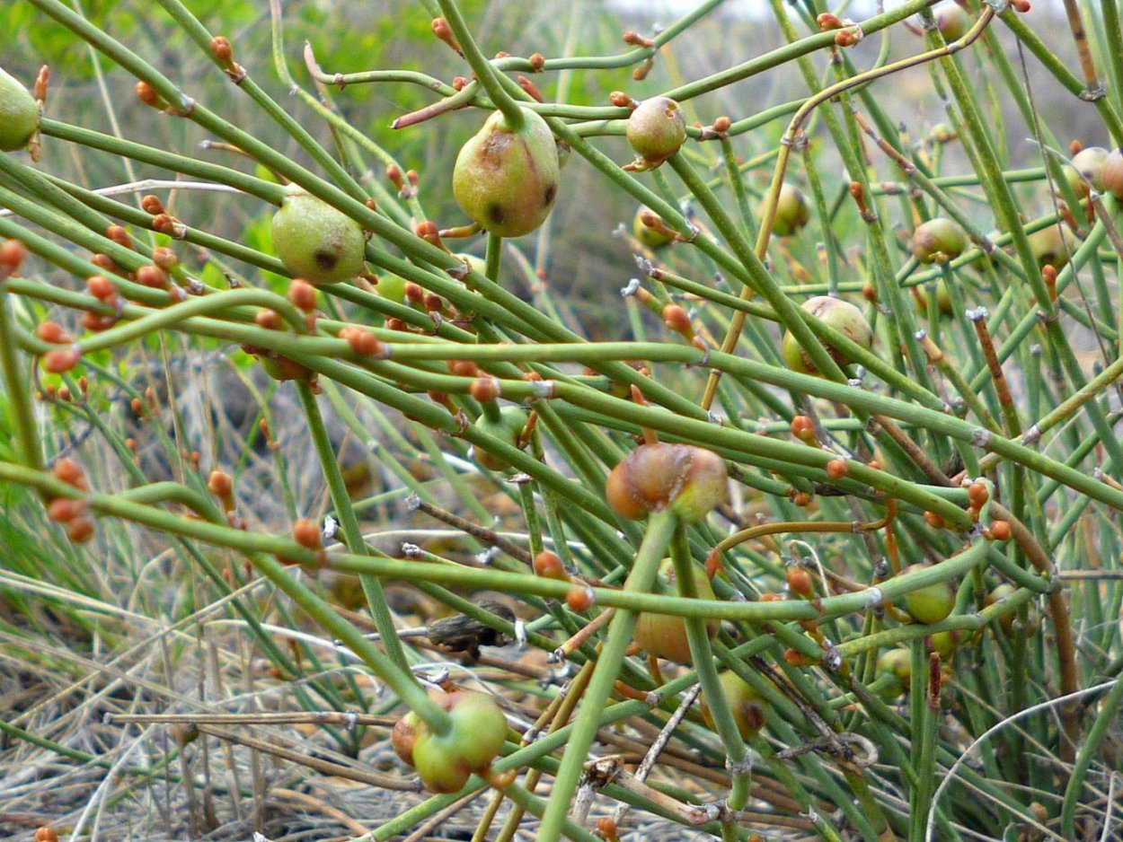 Эфедра односемянная