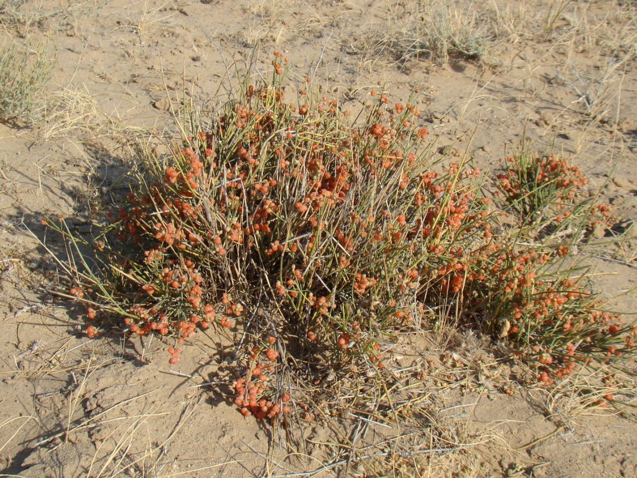 Хвойник эфедра Крымская