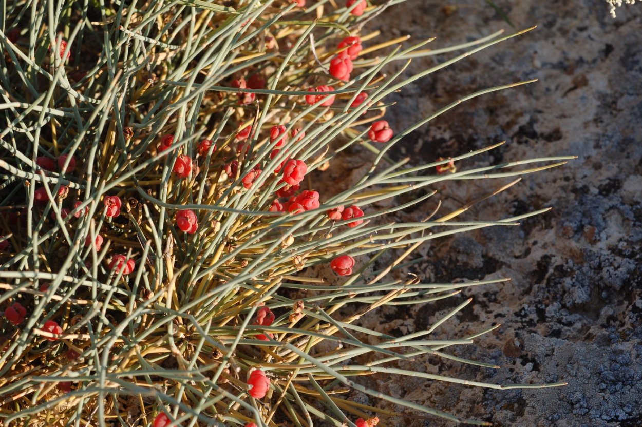 Эфедра Крымская поспевшая