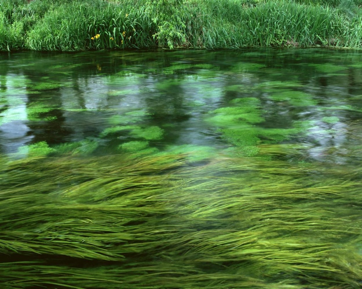 Водоросли соленых водоемов