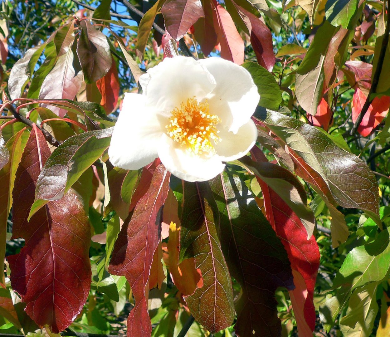 Franklinia alatamaha