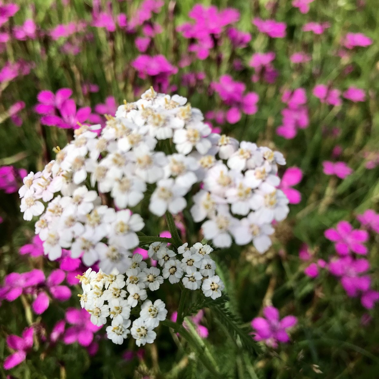 Тысячелистник Лаура