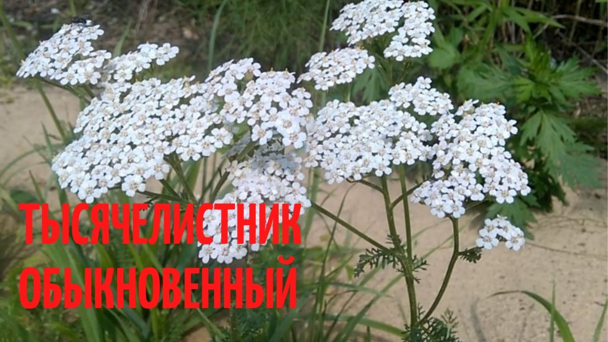 Тысячелистник луг яблони