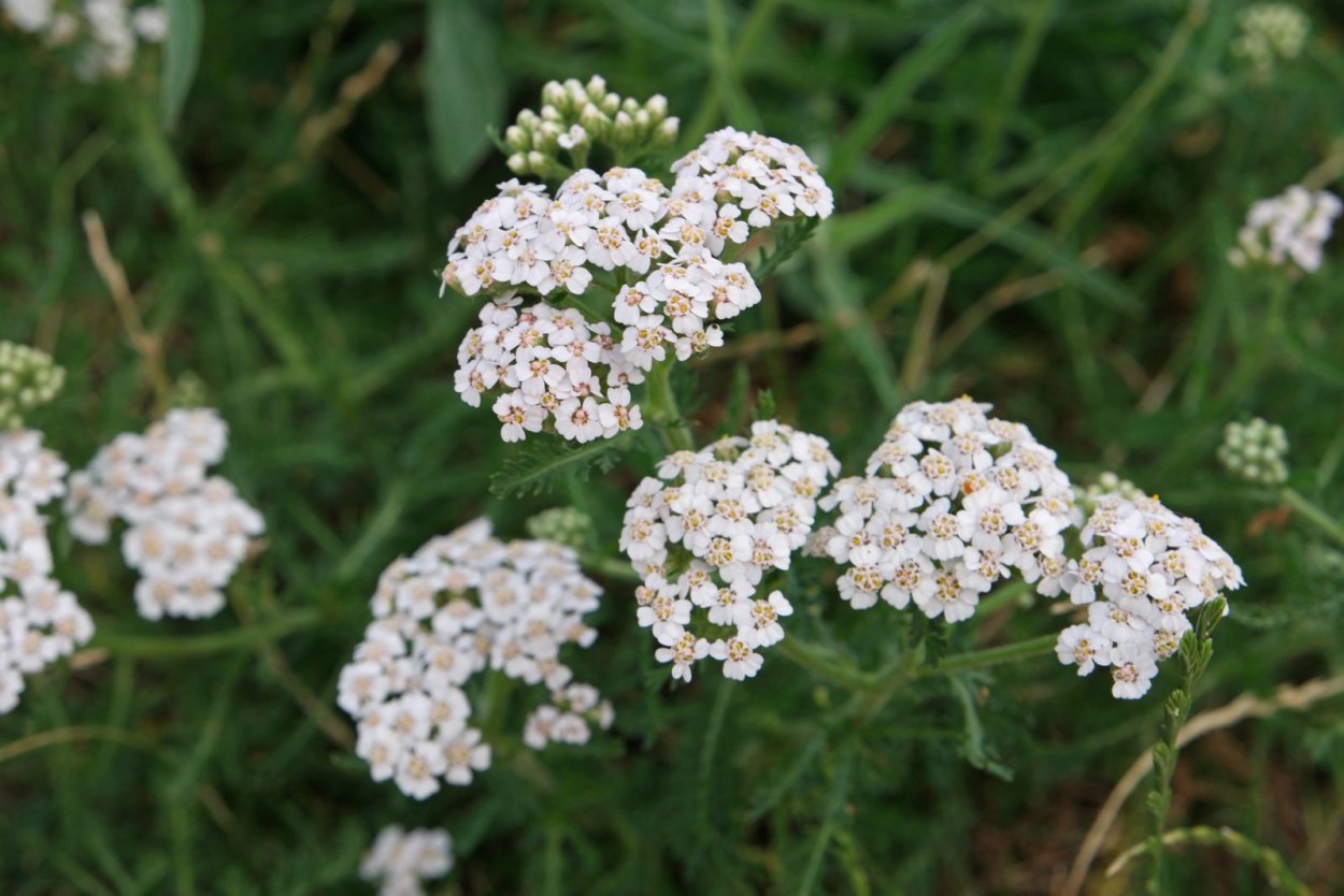 Тысячелистник обыкновенный Уайт Бьюти