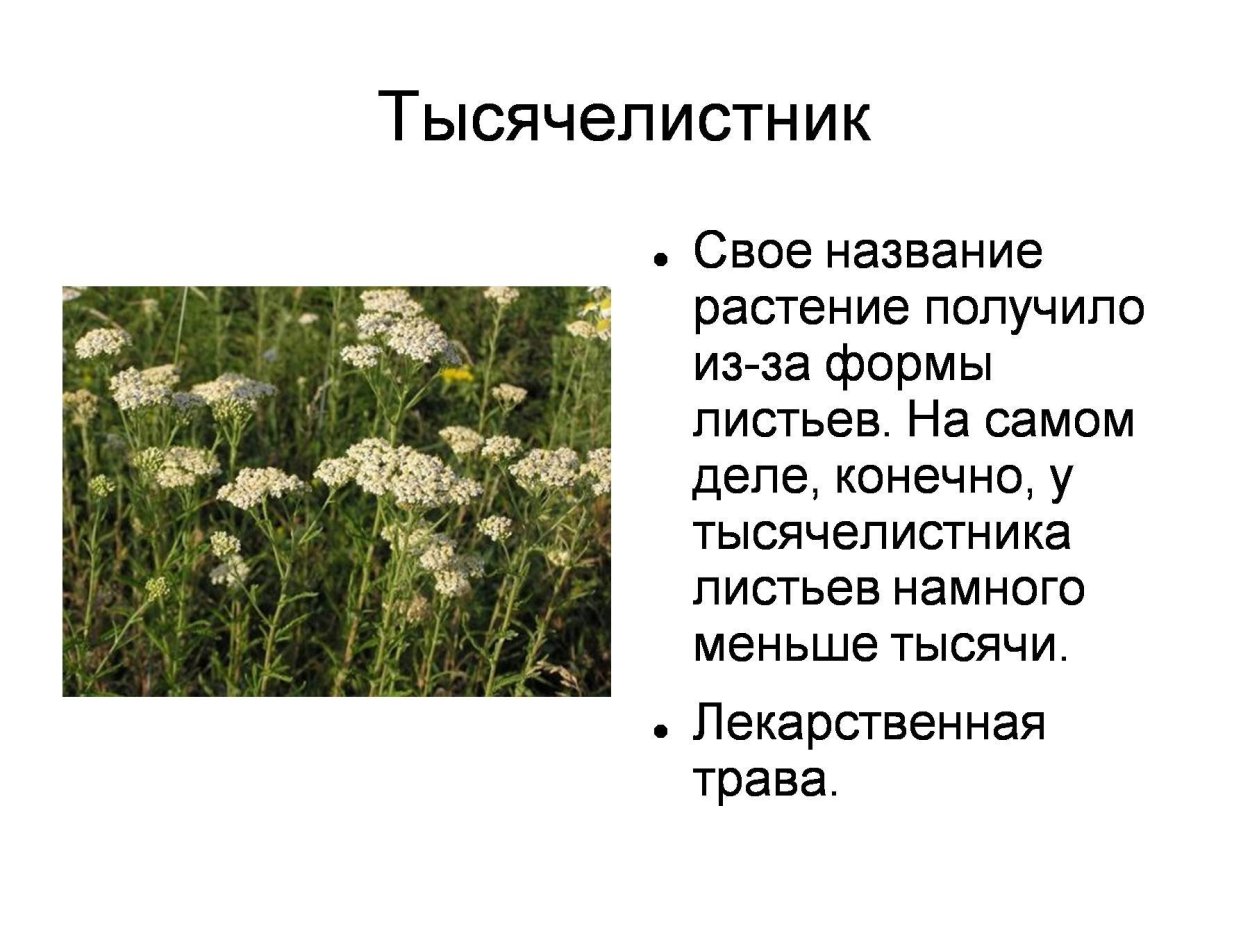 Почему растение назвали тысячелистник