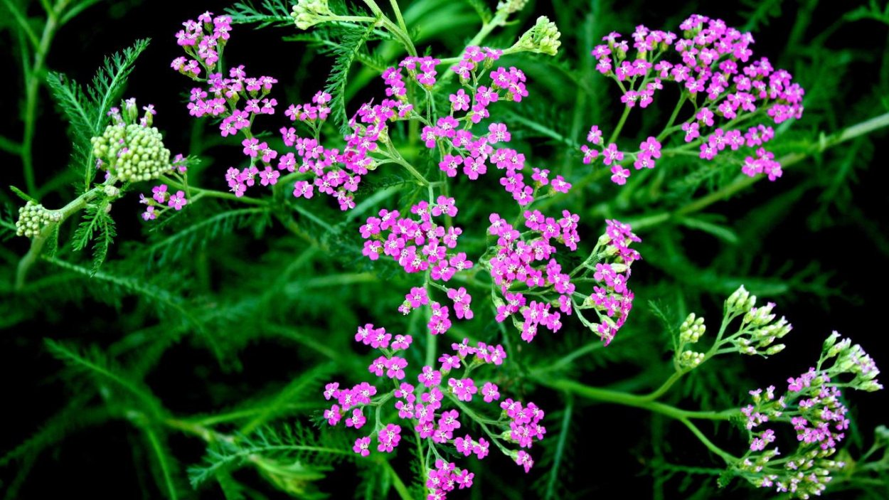 Тысячелистник обыкновенный Лаура