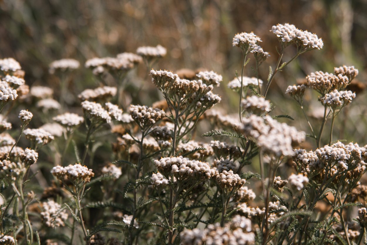 Тысячелистник холмовой