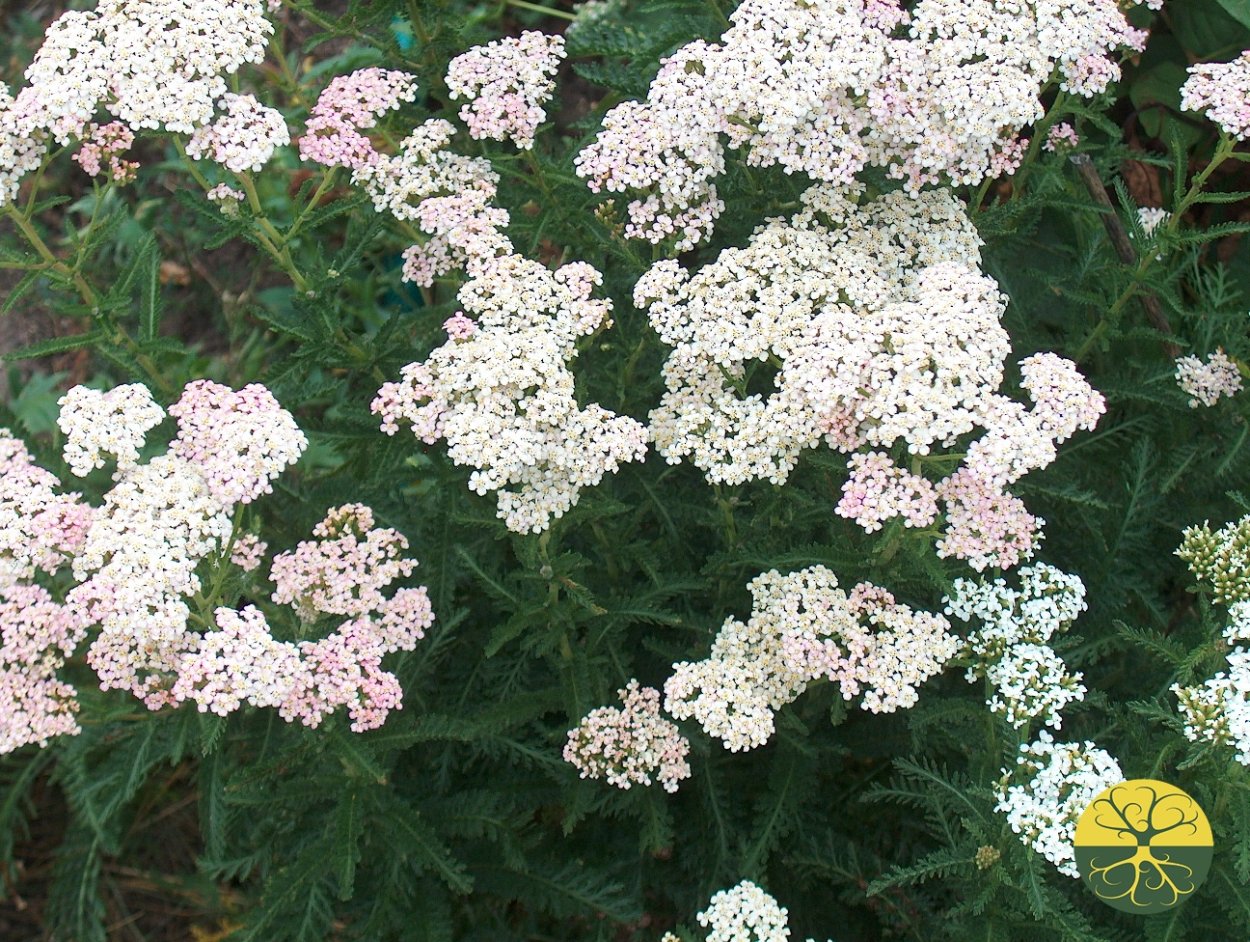 Полевые цветы тысячелистник