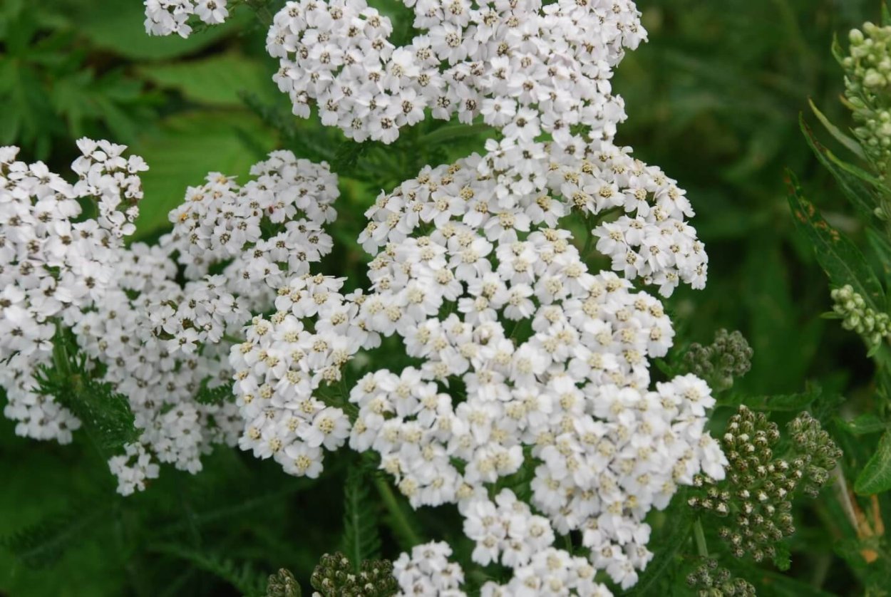 Тысячелистник Achillea 'Laura'