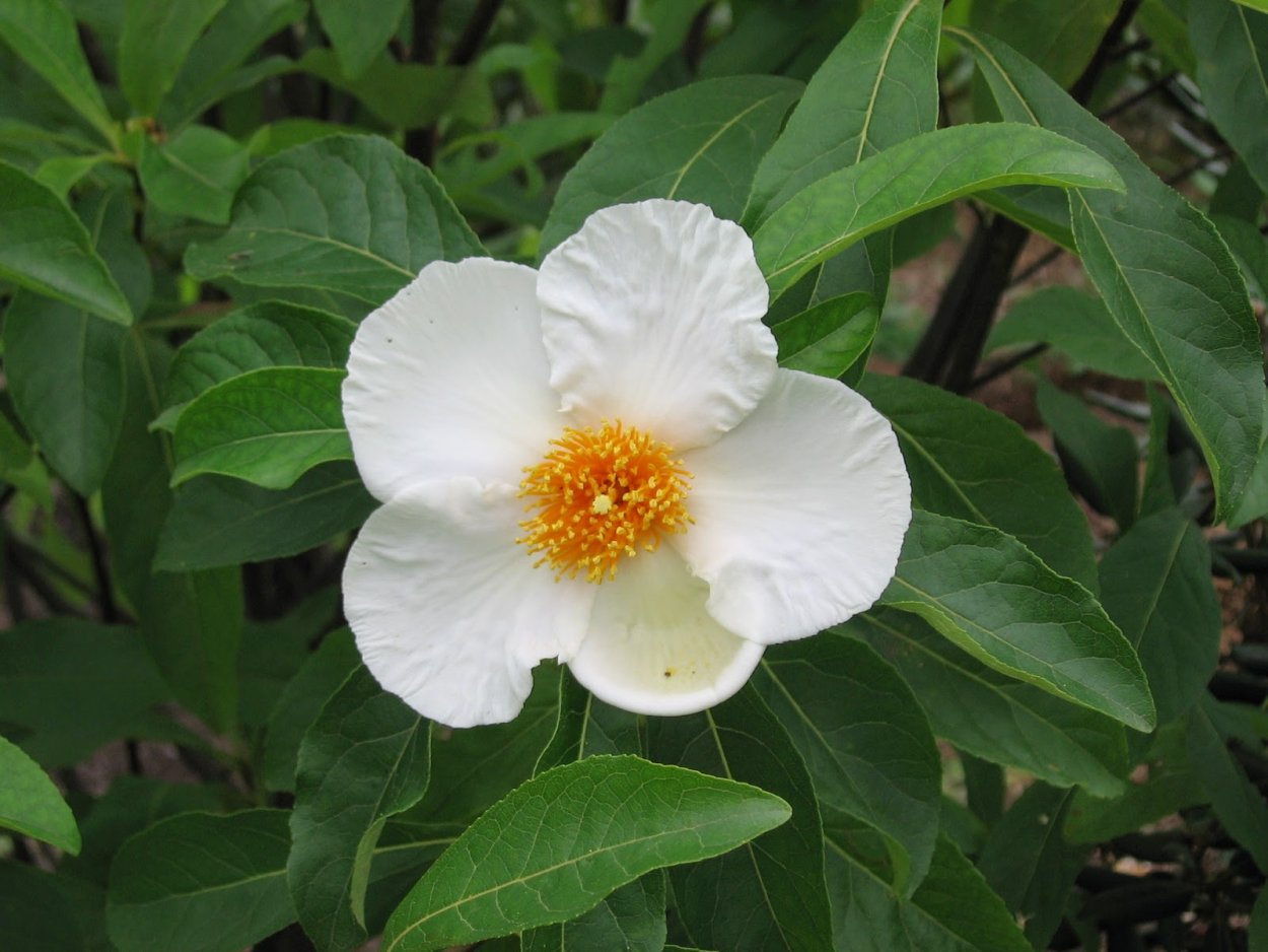 Franklinia alatamaha