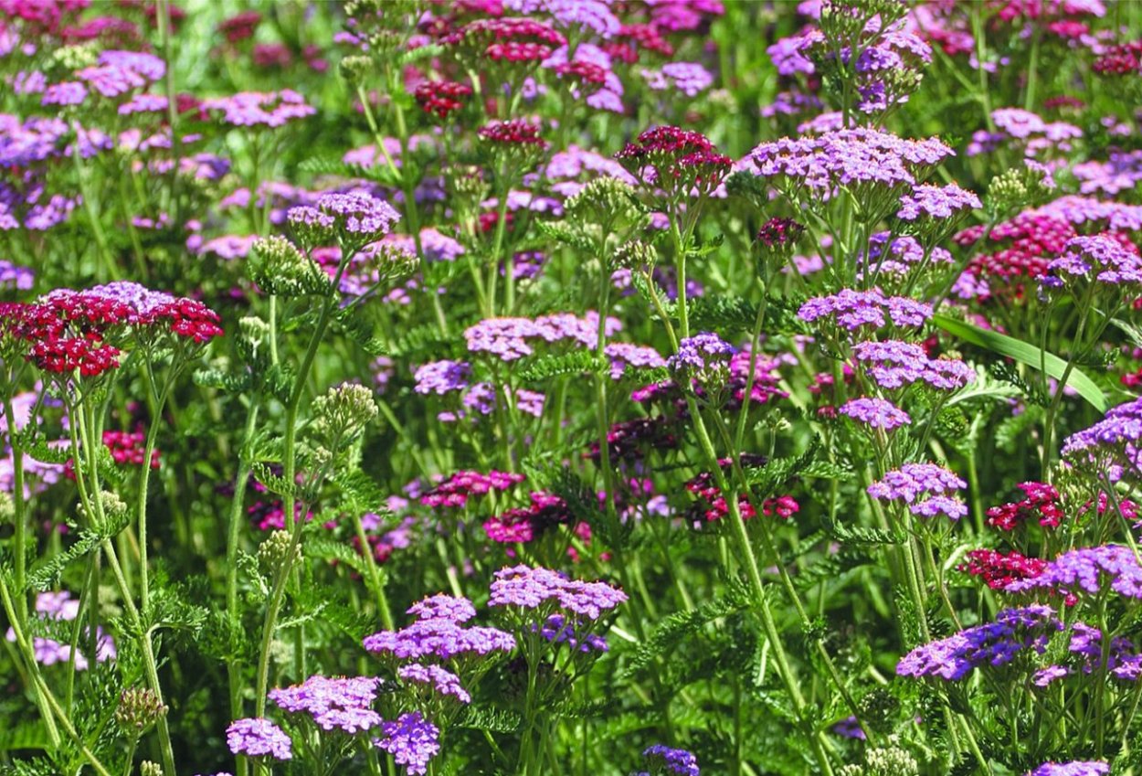 Тысячелистник Лилак