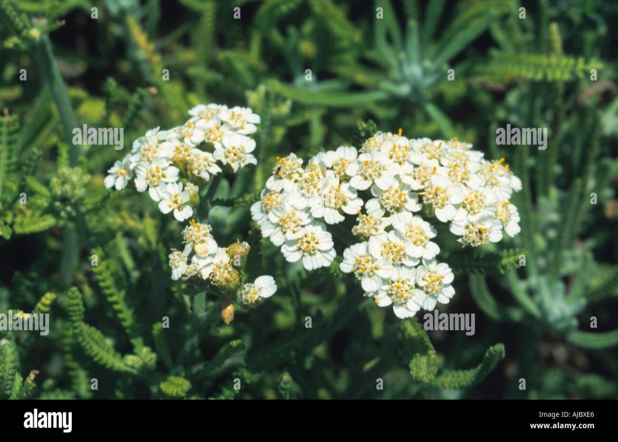 Тысячелистник Альпийский