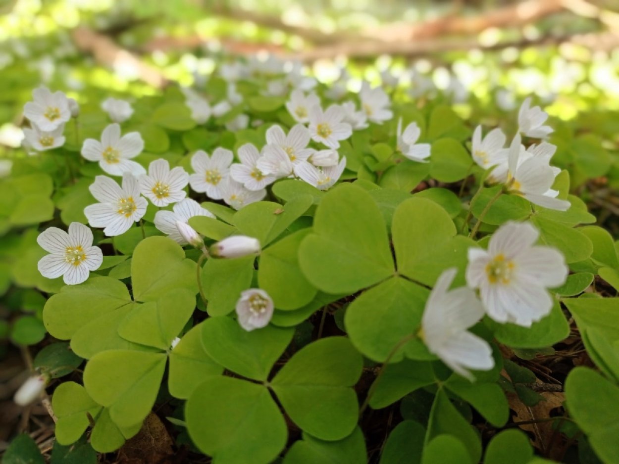 Кислица оксалис