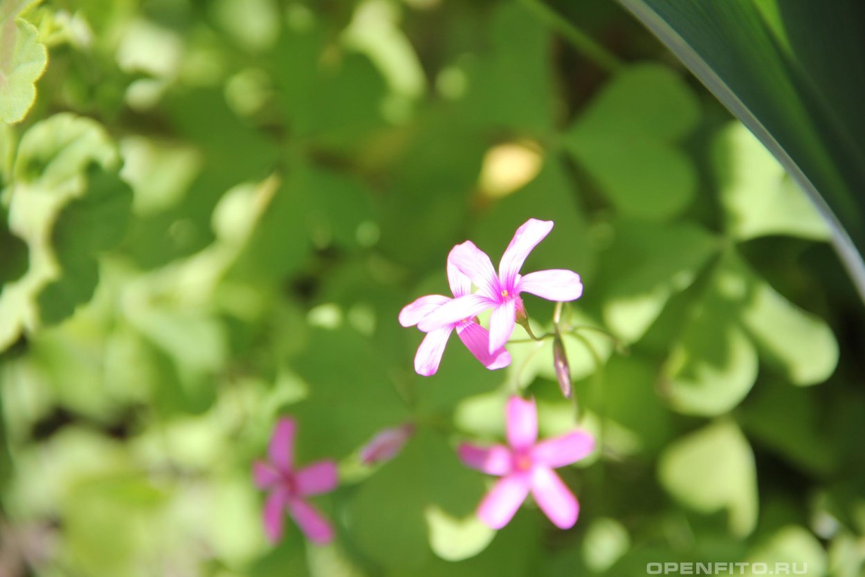 Кислица Лесная