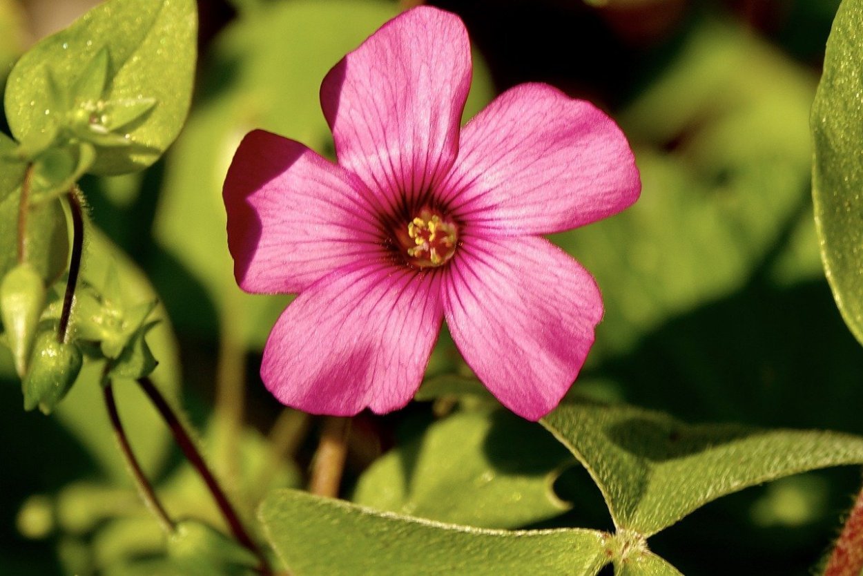 Кислица четырёхлистная