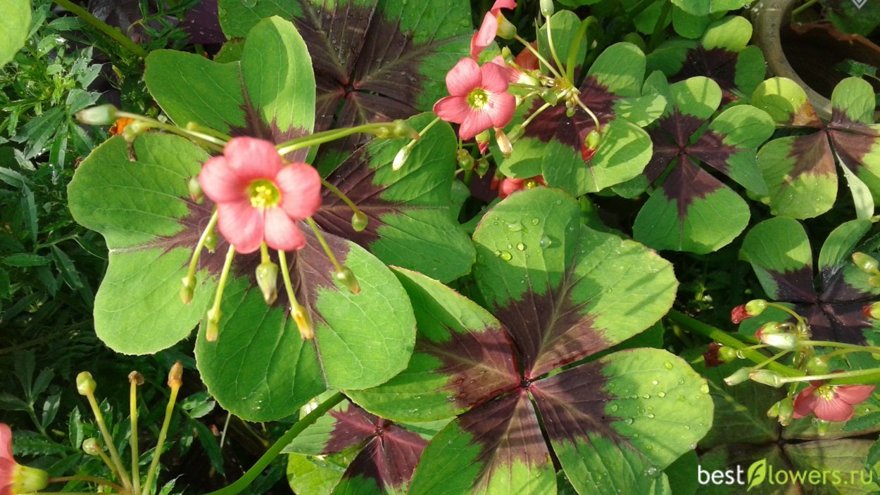 Оксалис бургунди