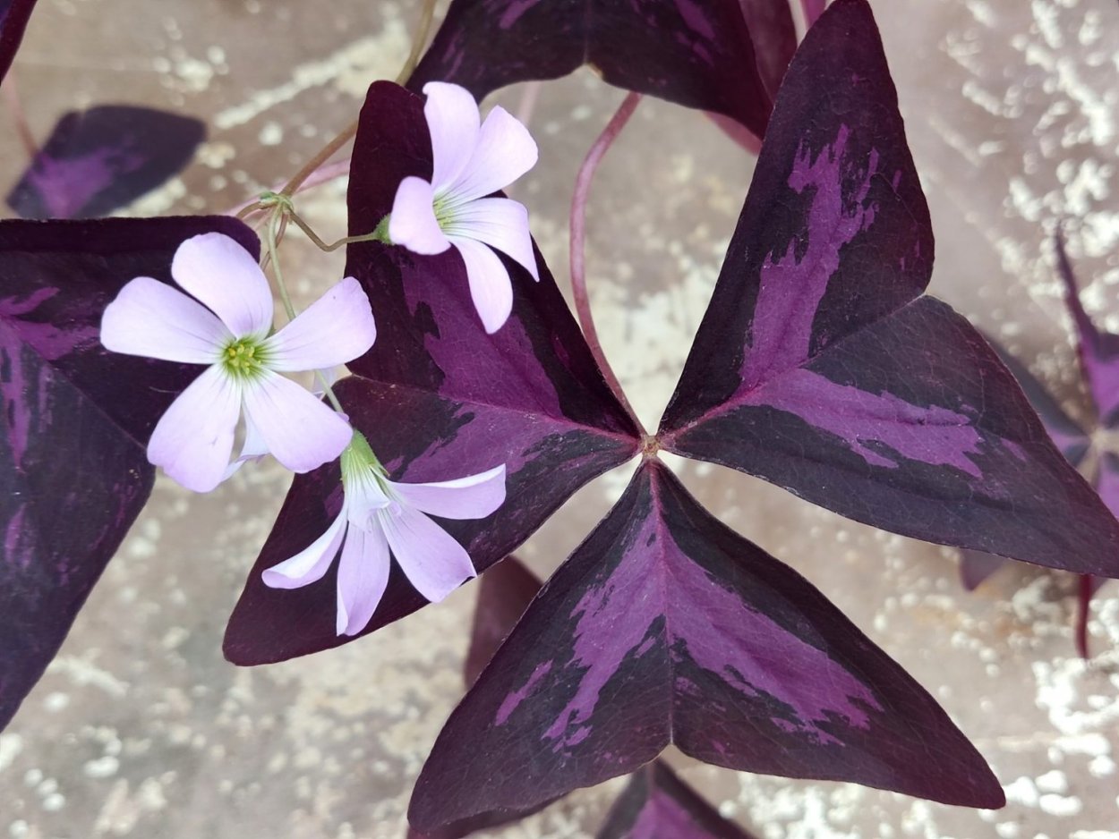 Оксалис махагони