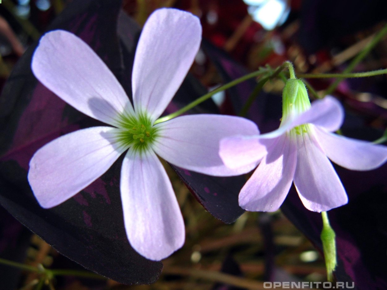 Оксалис (Кислица) железистолистная