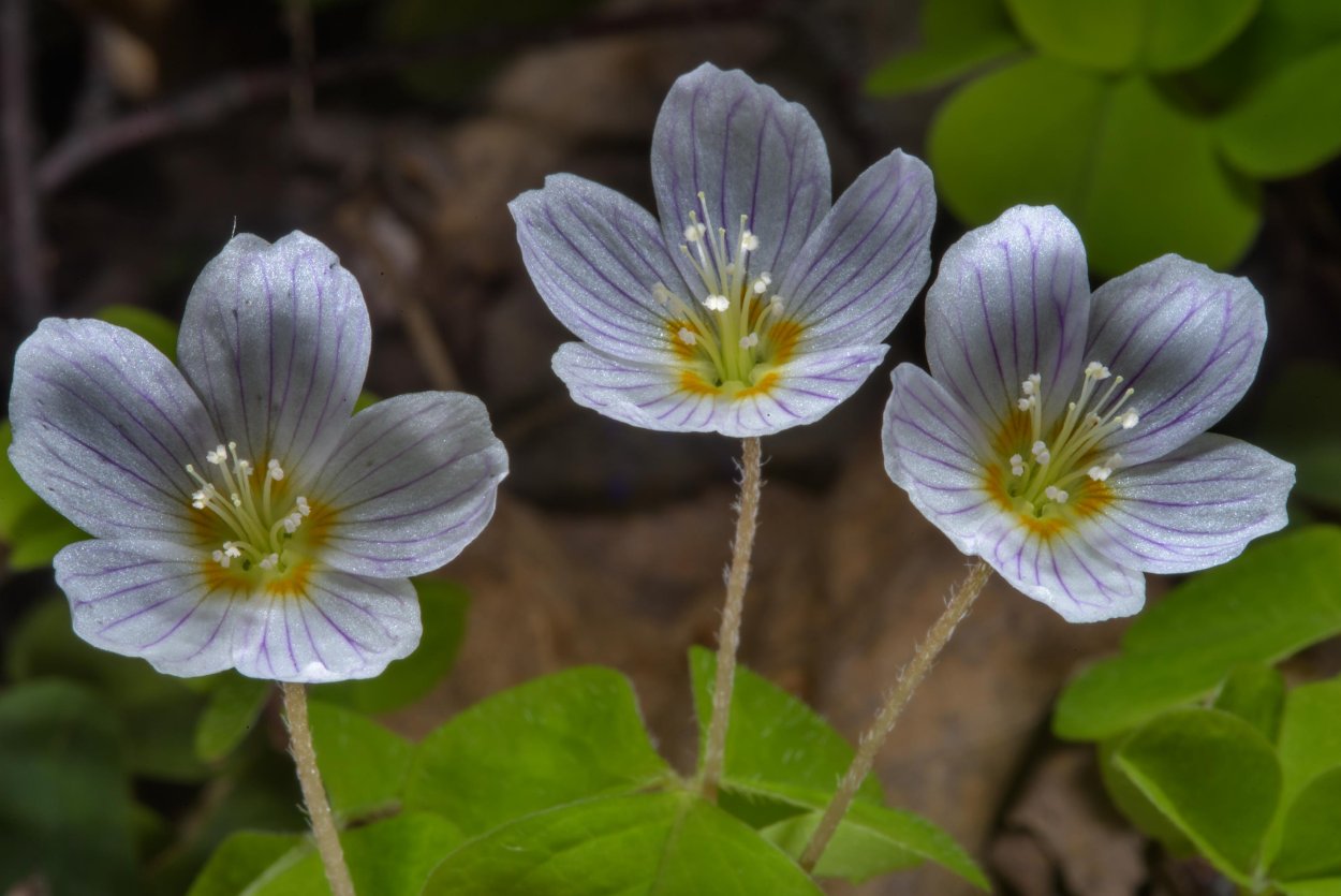 Кислица обыкновенная