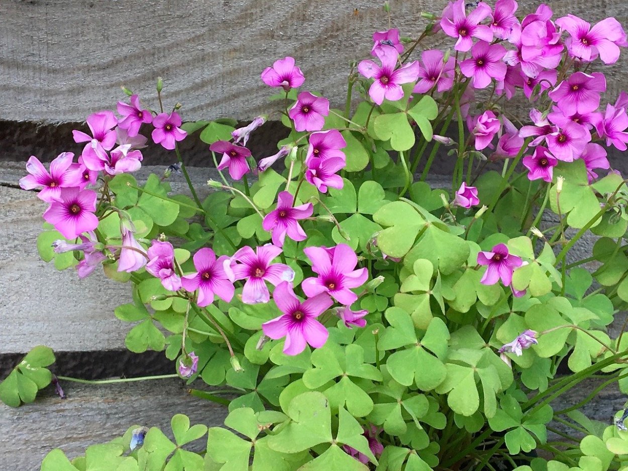 Оксалис Кислица треугольная бургунди