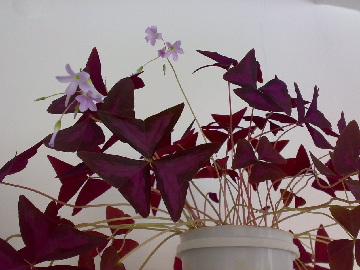 Оксалис Деппа Айрон кросс