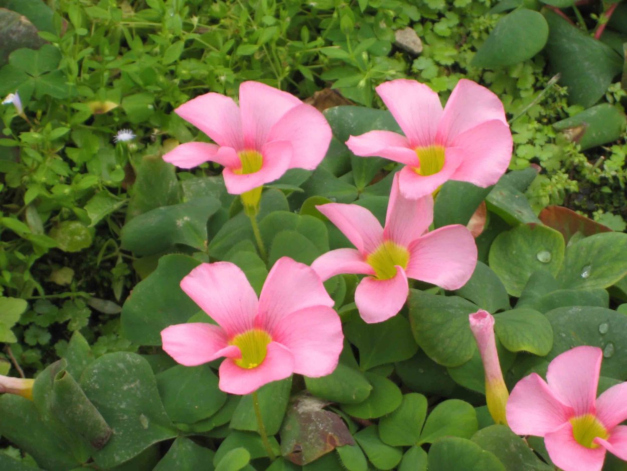 Растение бабочка Кислица