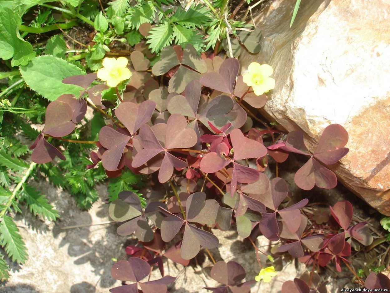 Оксалис Mijke