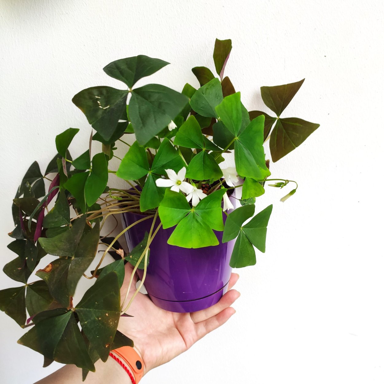 Кислица БОУВИ (Oxalis bowiei)