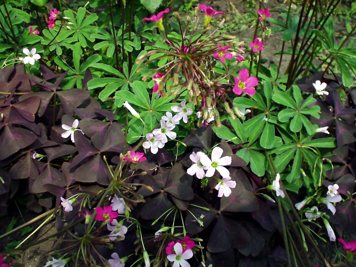 Оксалис Блэк