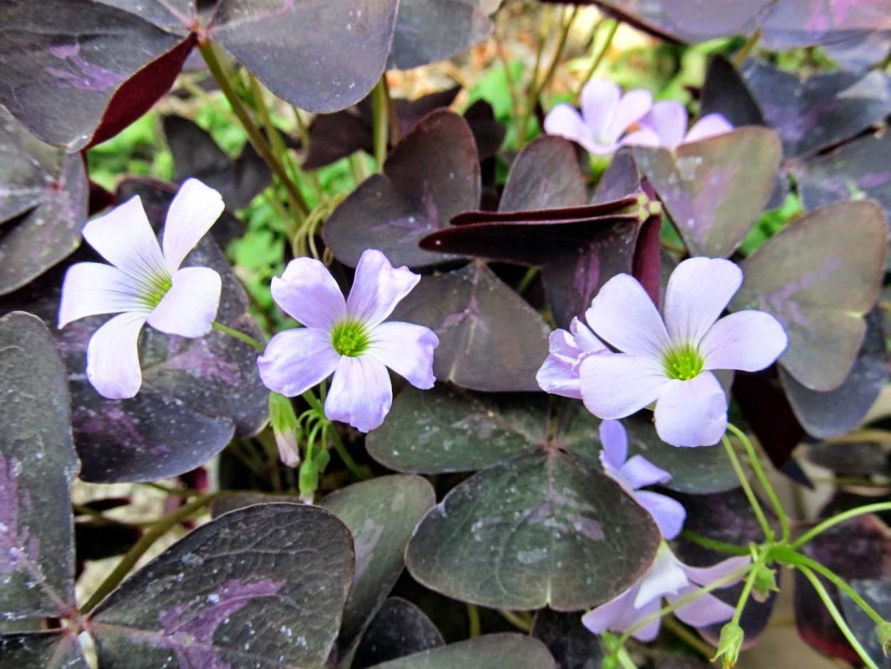 Дача Кислица обыкновенная