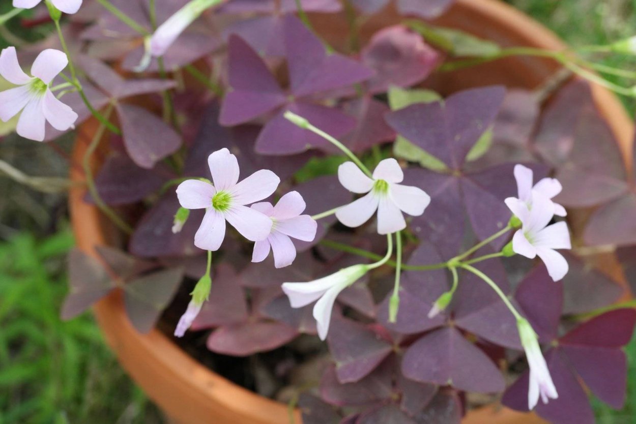 Кислицы -оксалис мартианский