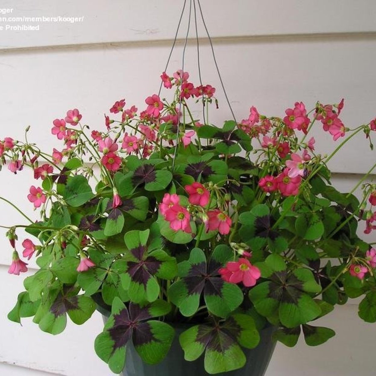 Оксалис Триангулярис