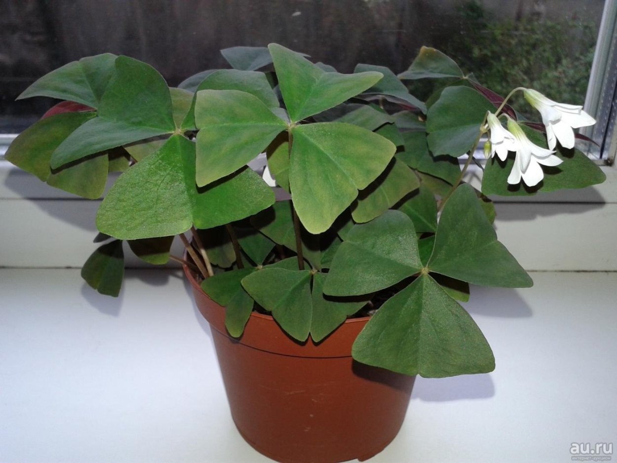 Кислица гётенбург