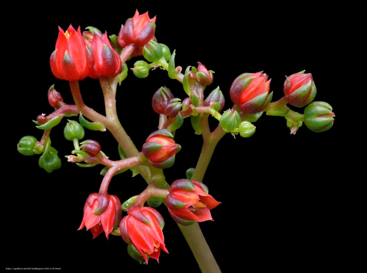 Цветы на длинном стебле с множеством бутонов