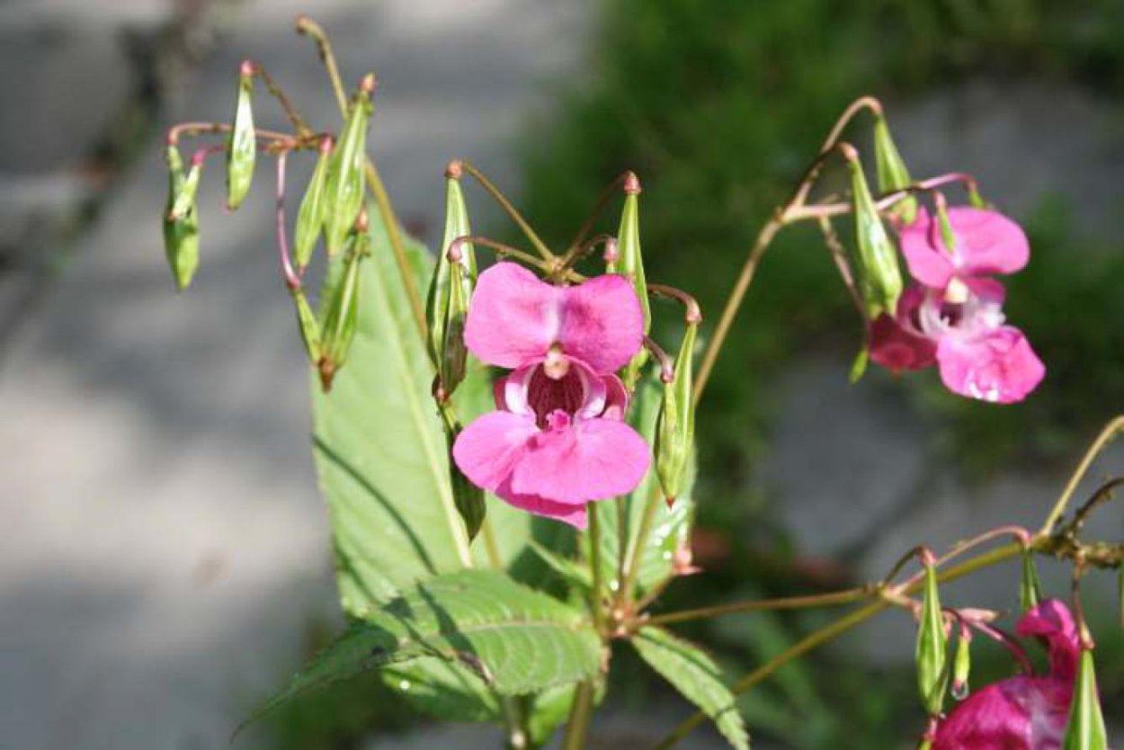 Недотрога растение плоды