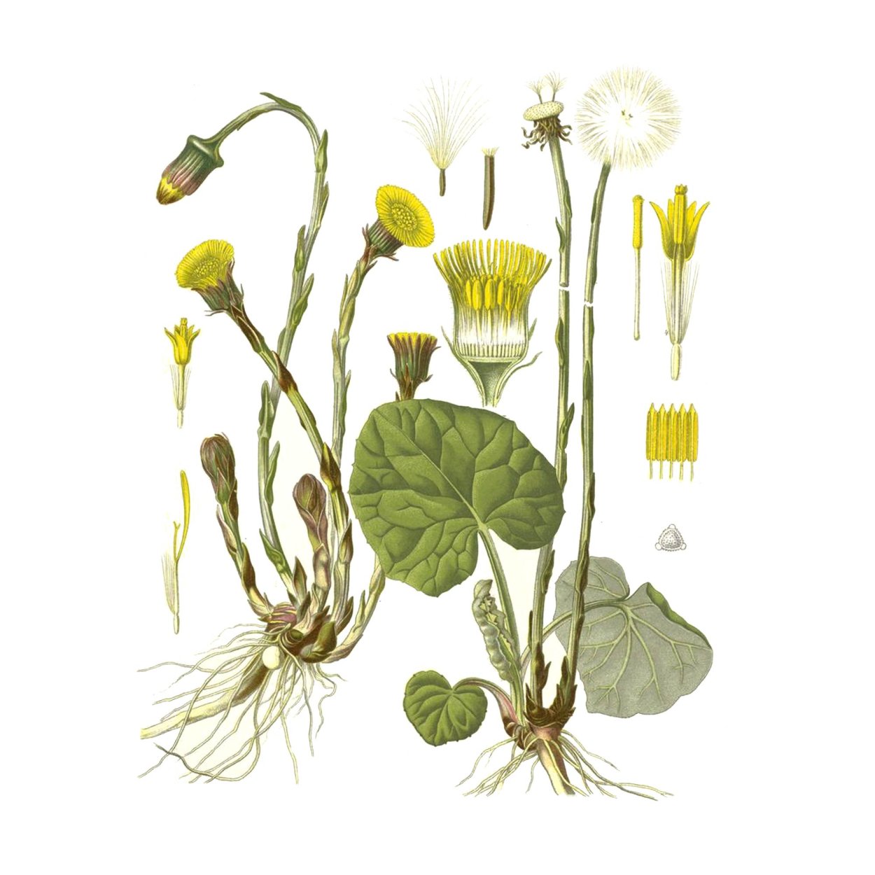 Мать-и-мачеха обыкновенная (Tussilago Farfara)