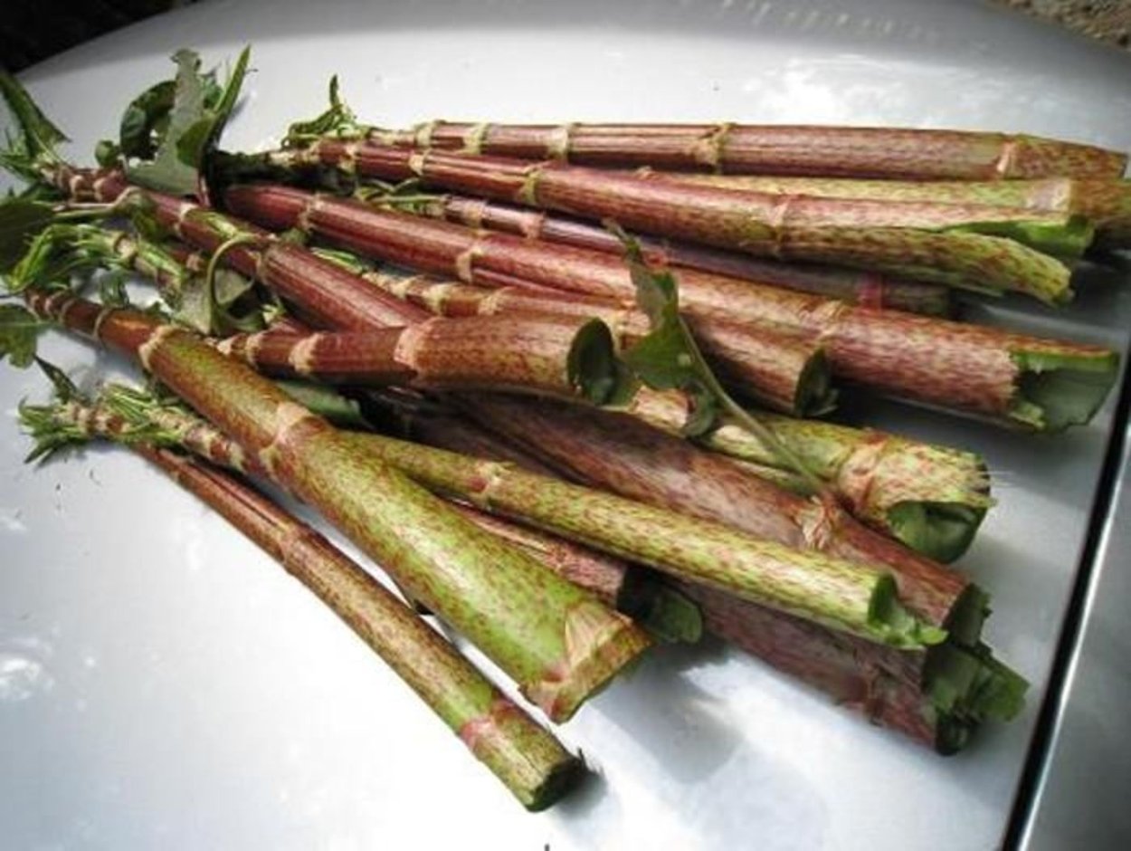 Кислица бамбук