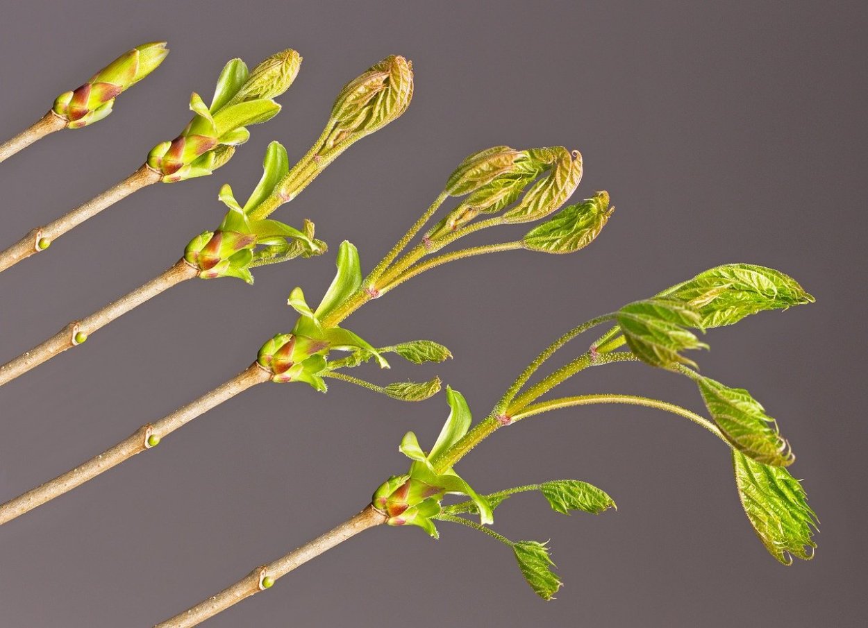 Липа распускание листьев