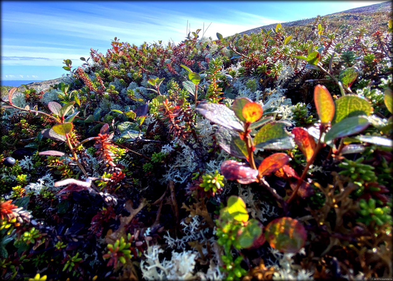 Флора Северного Ледовитого океана